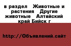  в раздел : Животные и растения » Другие животные . Алтайский край,Бийск г.